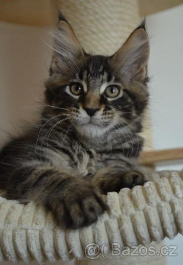 hugo